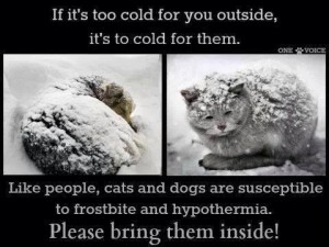 too cold for animals